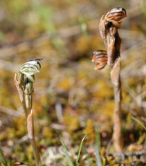 Pterostylis tristis