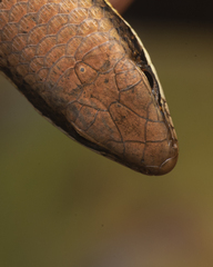Allapalli Grass Skink photo 3