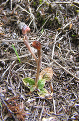 Pterostylis tristis