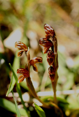 Pterostylis tristis