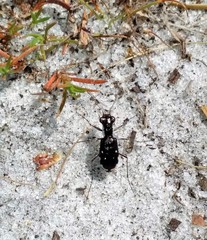 Cicindela scabrosa