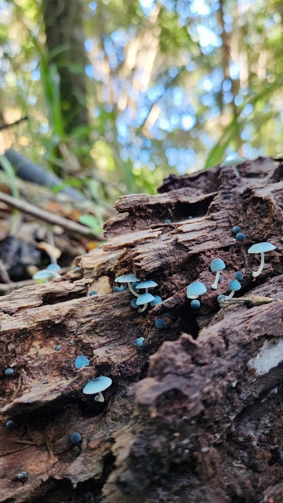 Mycena cyanocephala · May 2023 · photo: © laflorifunga_ (iNaturalist, cc-by)