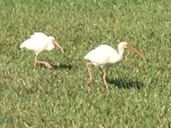 Eudocimus albus