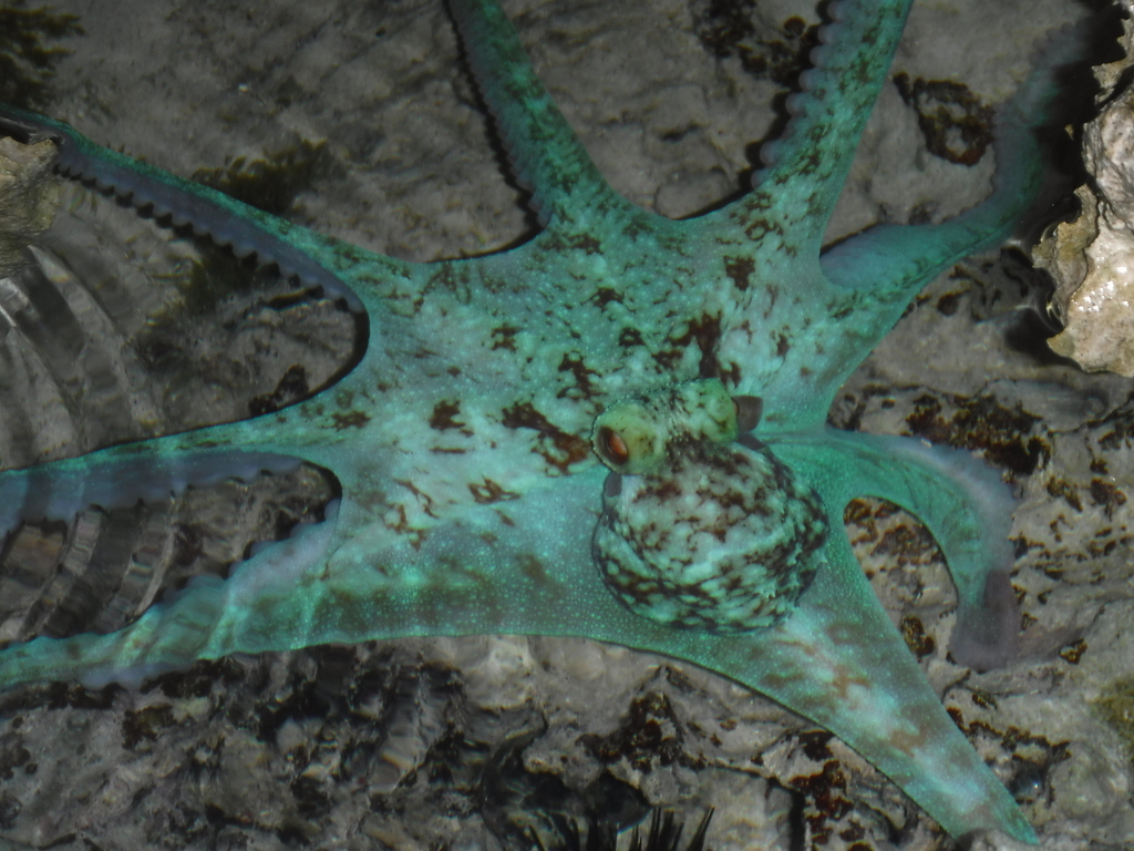 Caribbean Reef Octopus