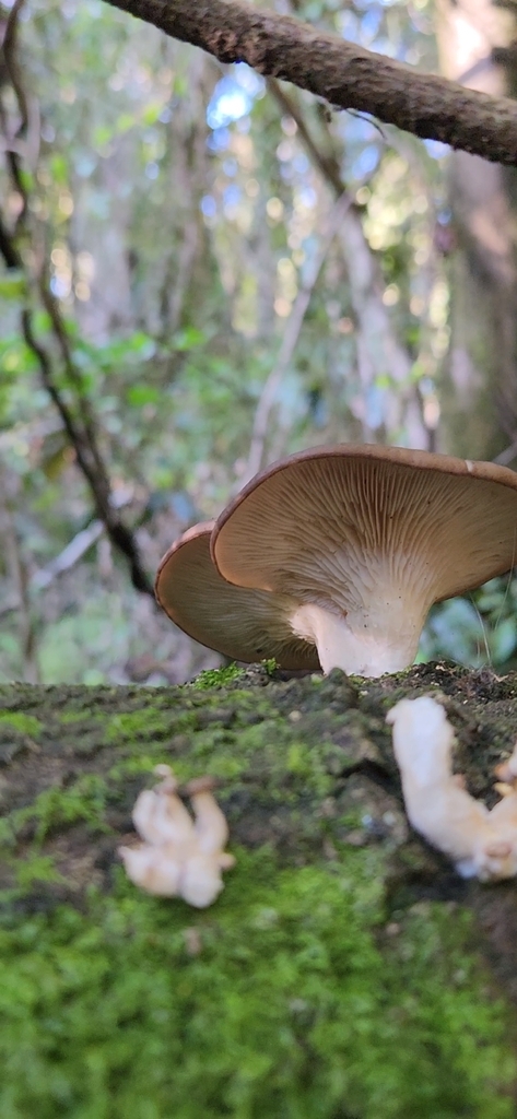Pleurotus ostreatus · May 2023 · photo: © laflorifunga_ (iNaturalist, cc-by)