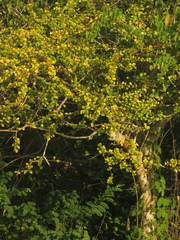 Leuenbergeria guamacho