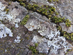 Lecanora laxa