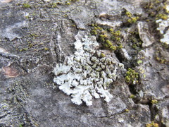 Phaeophyscia hirsuta