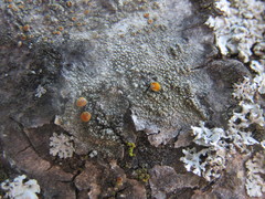 Caloplaca cerina