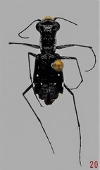 Cicindela scabrosa
