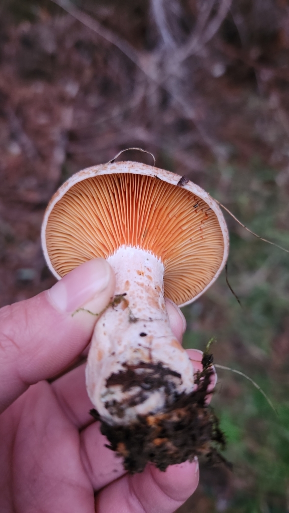 Lactarius deliciosus · May 2023 · photo: © laflorifunga_ (iNaturalist, cc-by)