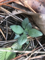 Aureolaria pectinata