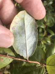 Zenobia pulverulenta