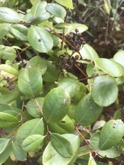 Zenobia pulverulenta