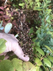 Zenobia pulverulenta