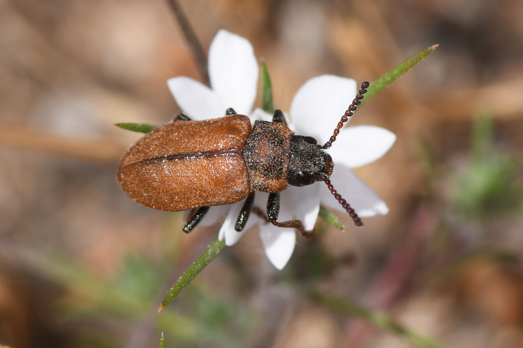 Schizopus sallei nigricans