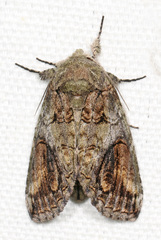 Heterocampa obliqua