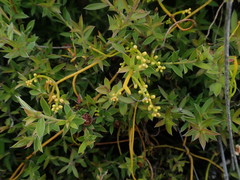 Cassytha paniculata