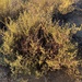 Drosanthemum lignosum - Photo (c) markberry,  זכויות יוצרים חלקיות (CC BY-NC), הועלה על ידי markberry