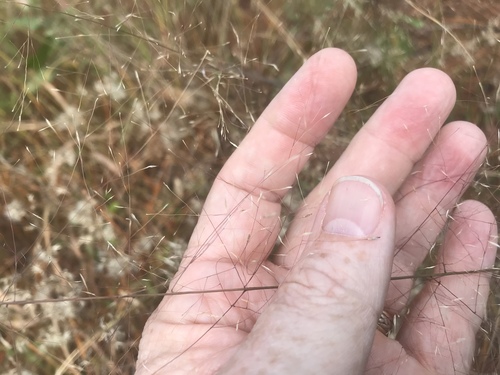 Cutover muhly (Muhlenbergia expansa)