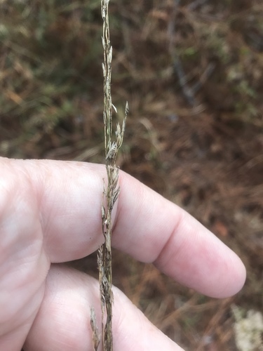 Carolina fluffgrass (Tridens carolinianus)