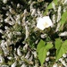 Calystegia silvatica disjuncta - Photo 由 Shane Orchard 所上傳的 (c) Shane Orchard，保留部份權利CC BY-NC-SA
