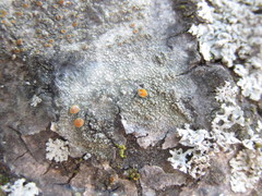 Caloplaca cerina