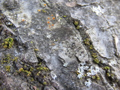 Caloplaca cerina