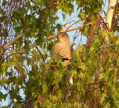 Accipiter cooperii