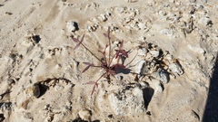 Fagonia laevis