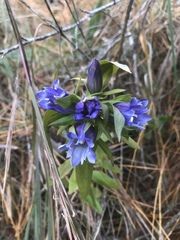 Gentiana catesbaei