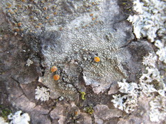Caloplaca cerina