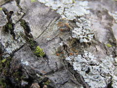 Caloplaca cerina