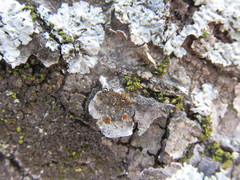 Caloplaca cerina