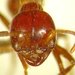 Cheliomyrmex megalonyx