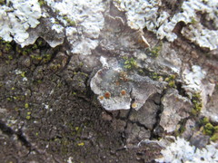 Caloplaca cerina