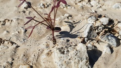 Fagonia laevis