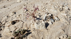 Fagonia laevis