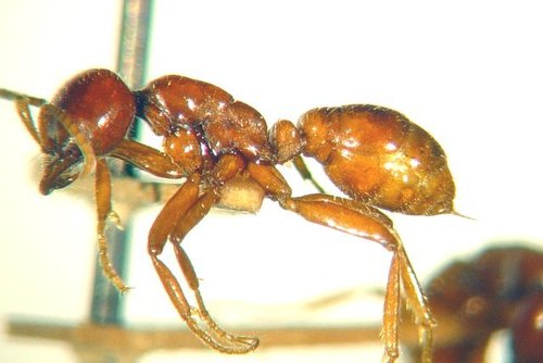 尖齿齿爪蚁Cheliomyrmex megalonyx