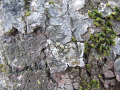 Caloplaca cerina