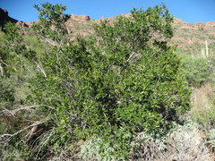 Pleradenophora bilocularis