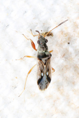Pseudopachybrachius vinctus