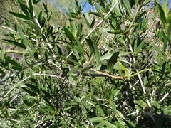 Pleradenophora bilocularis