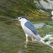 Old World Black-crowned Night Heron - Photo no rights reserved, uploaded by 葉子