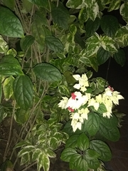 Clerodendrum thomsoniae