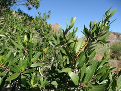 Pleradenophora bilocularis