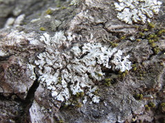 Phaeophyscia hirsuta