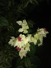 Clerodendrum thomsoniae