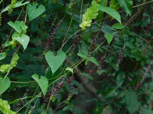 Dioscorea haumanii
