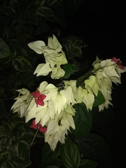 Clerodendrum thomsoniae